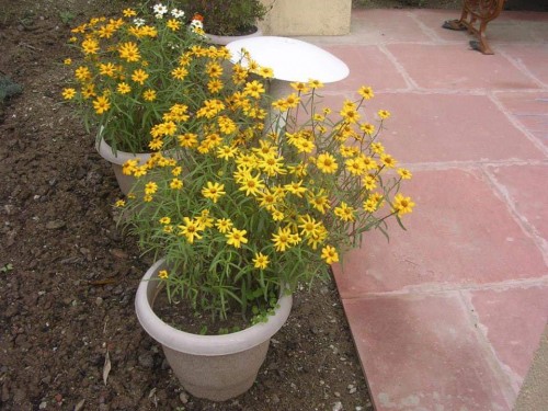 34 Sri Aurobindo Ashram Madhuban