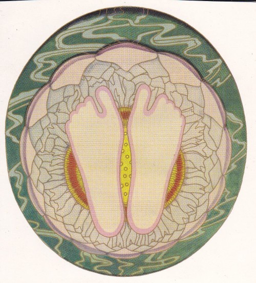 The Mother श्रीमाँ (48)