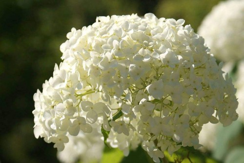 Hydrangea (168) Collective Harmony